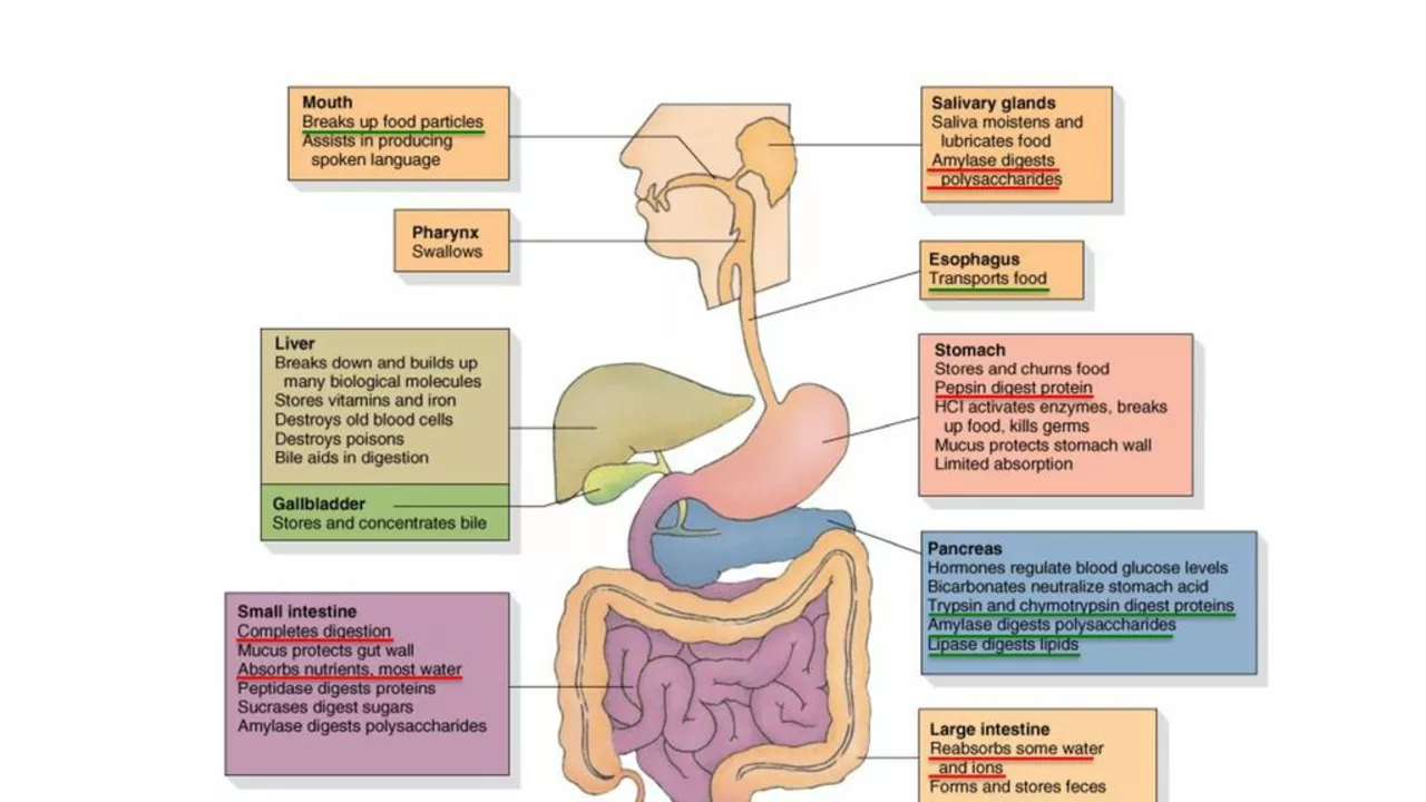 The Connection Between Secondary Hyperparathyroidism and Gastrointestinal Issues